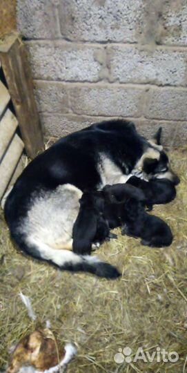 Восточноевропейская овчарка