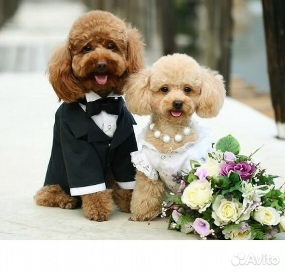 Инструктор по вязке собак