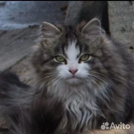 Коты подростки