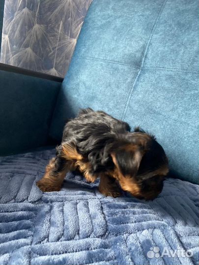 Йоркширский терьер