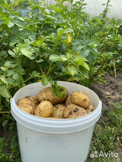 Продам картофель молодой, домашний