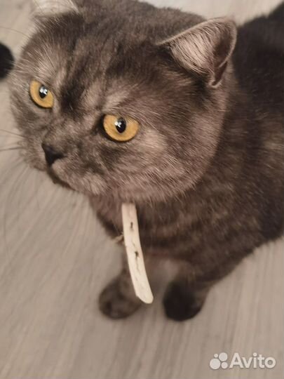 Шотландская кошка