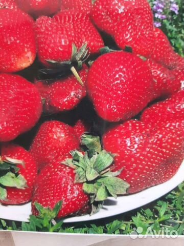 Рассада клубники сенсация,маригет,крапо,машенька