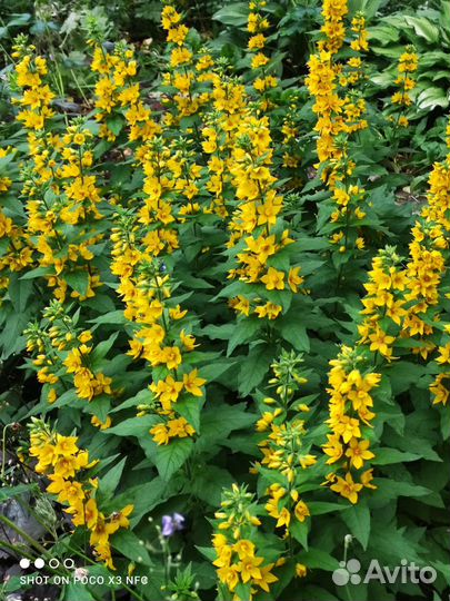 Первоцветы