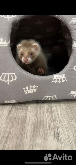 Хорек девочка