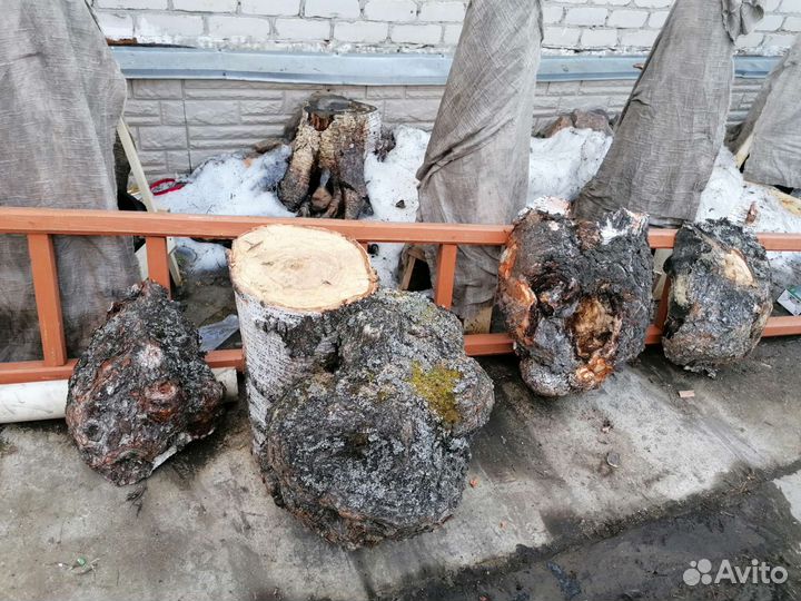 Кап сувель березовый
