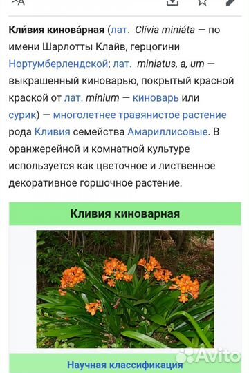 Кливия киноварная