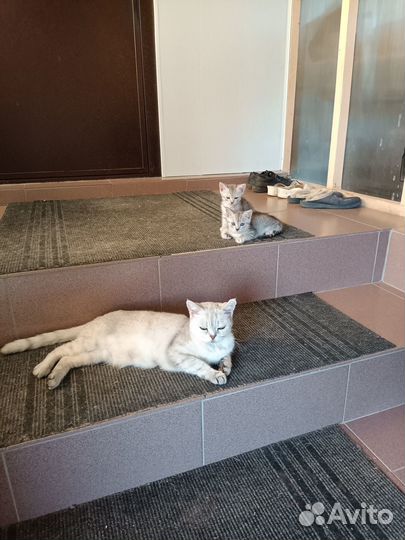 Котята в добрые руки, приучены к лотку
