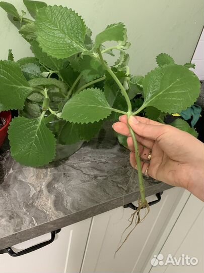 Плектрантус / комнатная мята (домашняя мята )