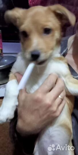 Собака в добрые руки отдам бесплатно