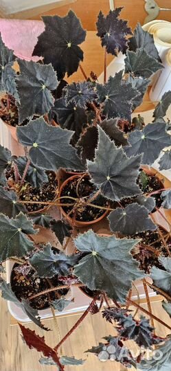 Бегония чёрный принц, хлорофитум