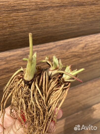 Саженцы клубники фриго оптом и в розницу