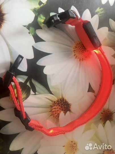 Ошейник для маленькой собаки