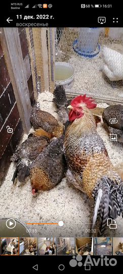 Инкубационное яйцо