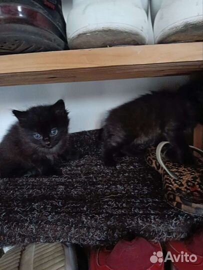 Котята бесплатно