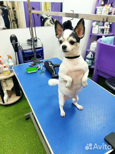 Стрижка кошек и собак с выездом. Груминг