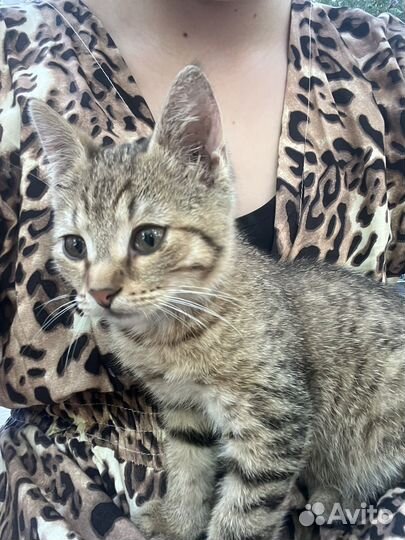 Европейская