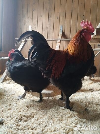 Яйцо инкубационное маран черно медный