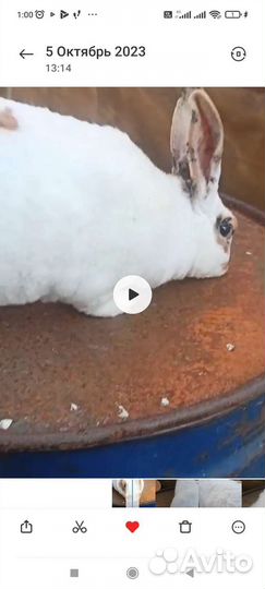 Кролики породы рекс