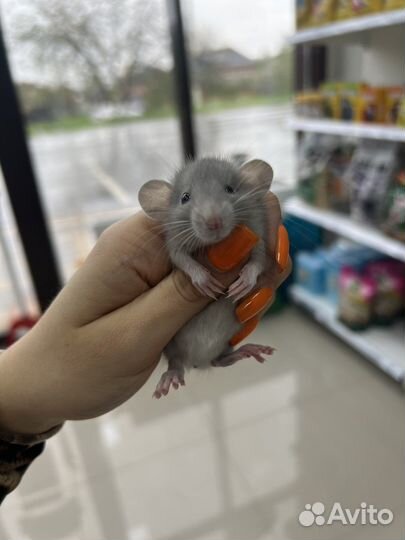 Крыса дамбо