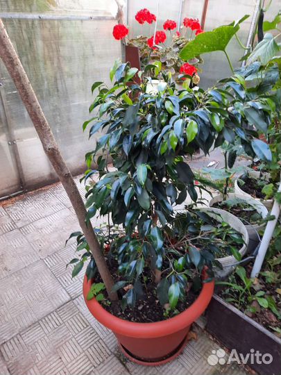 Фикус бенджамина большой