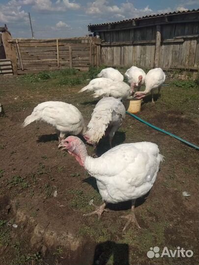 Индюки Биг 6 и петушки.Домашные