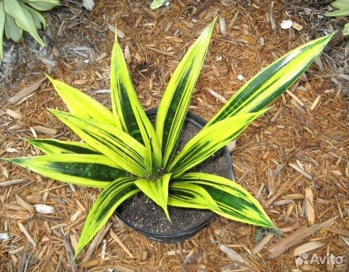 Сансевиерия 