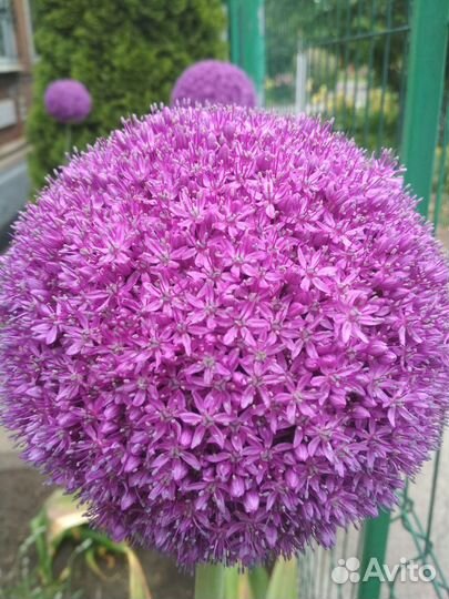 Алиум гладиатор