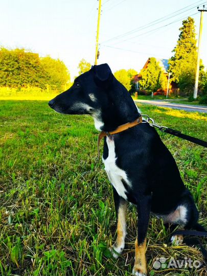 Гретта ищет дом