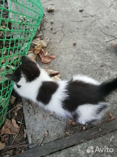 Котята в добрые руки бесплатно