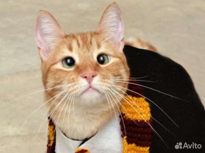 Котики и котята косоглазики в добрые руки