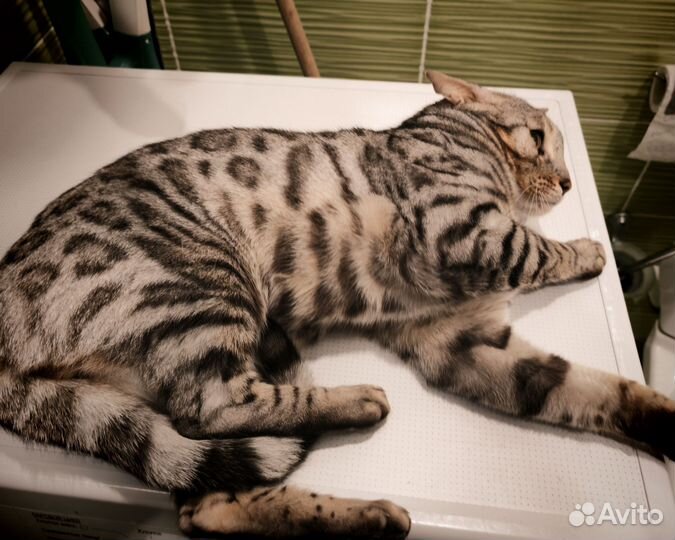 Бенгальская кошка
