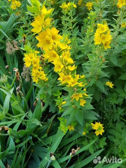 Гайлардия, луковичные и др. Многолетники