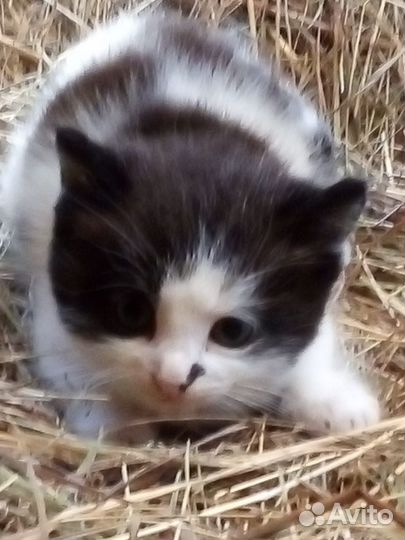 Котенок в добрые руки
