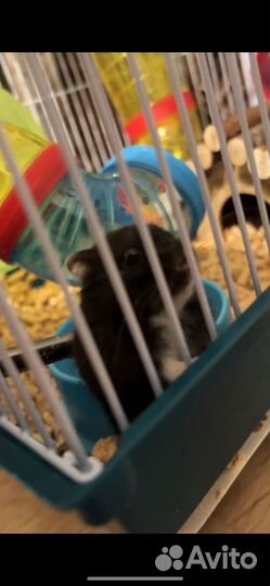 Хомяк с клеткой