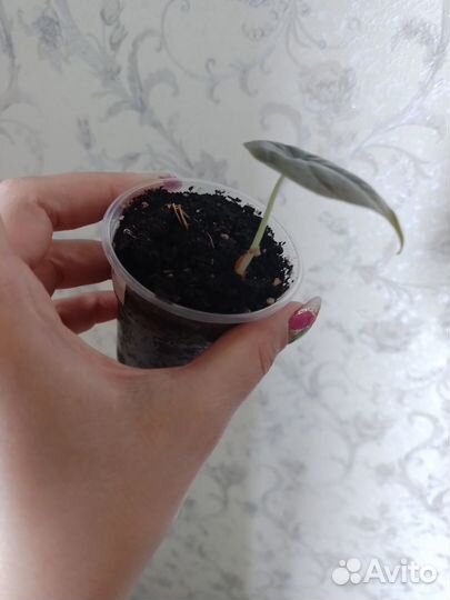 Алоказия азлани