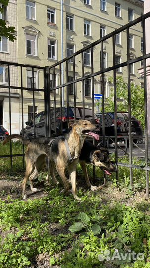 Собака в добрые руки метис грейхаунда