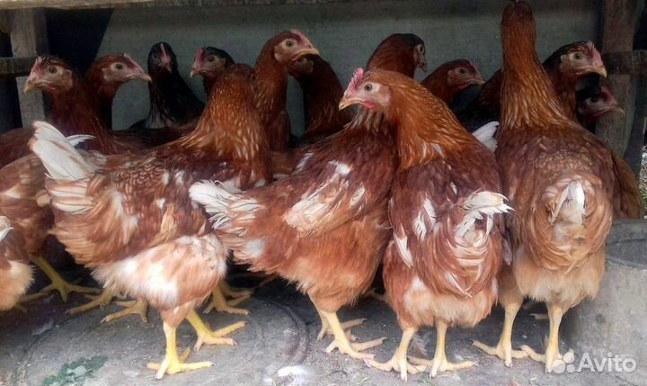 Куры несушки