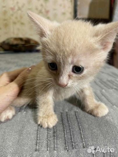Кошка в дар девочки