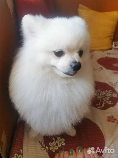 Ищем невесту