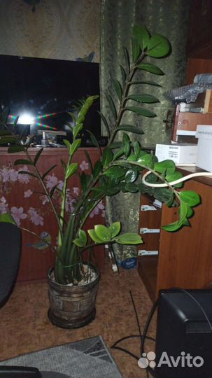 Замиокулькас цвет в горшке