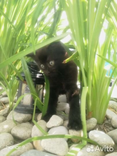 Шотландские котята помесь