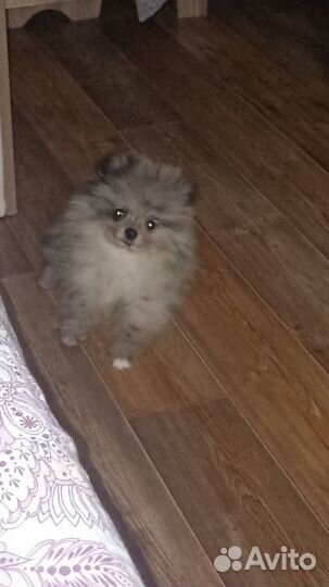 Померанский шпиц