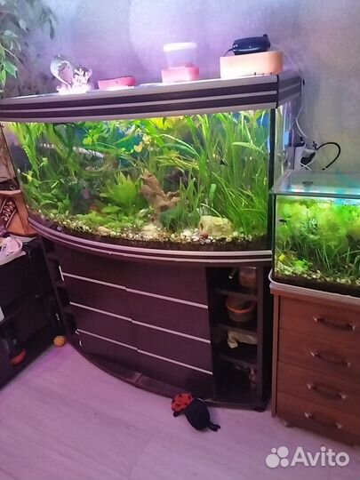 Аквариумные рыбки и растения