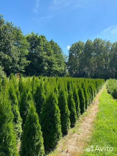 Туя Смарагд 80 см