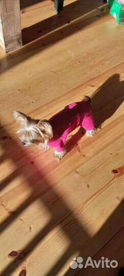 Одежда для маленьких собак