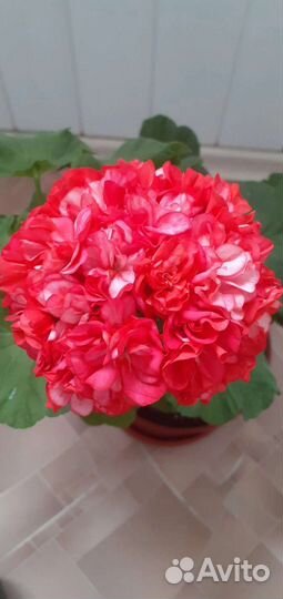 Пеларгония сортовая герань