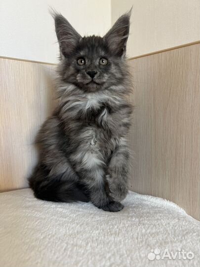 Котята мейн-кун