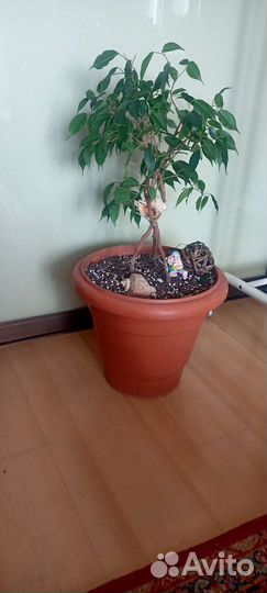 Домашние растения.Декор