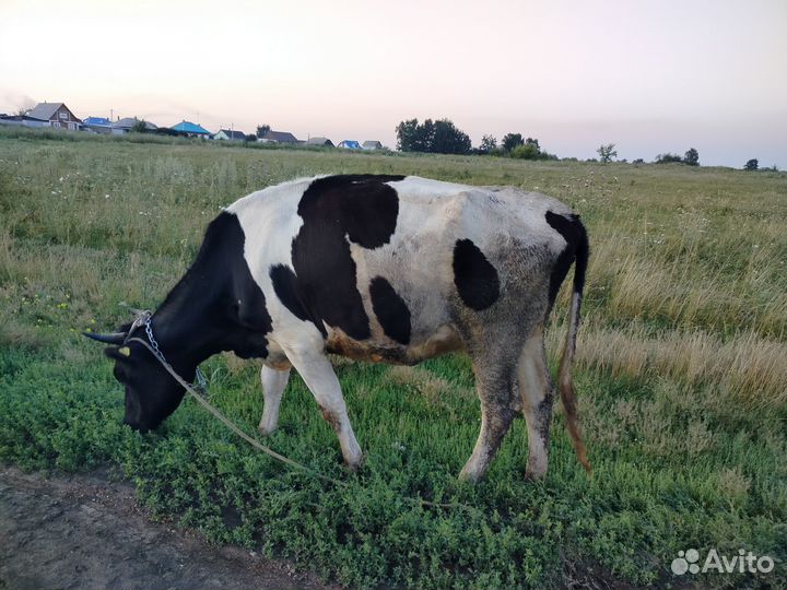 Корова дойная